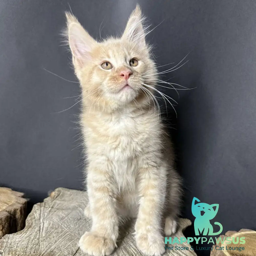 Pluto Maine Coon male cream bicolour - live animals