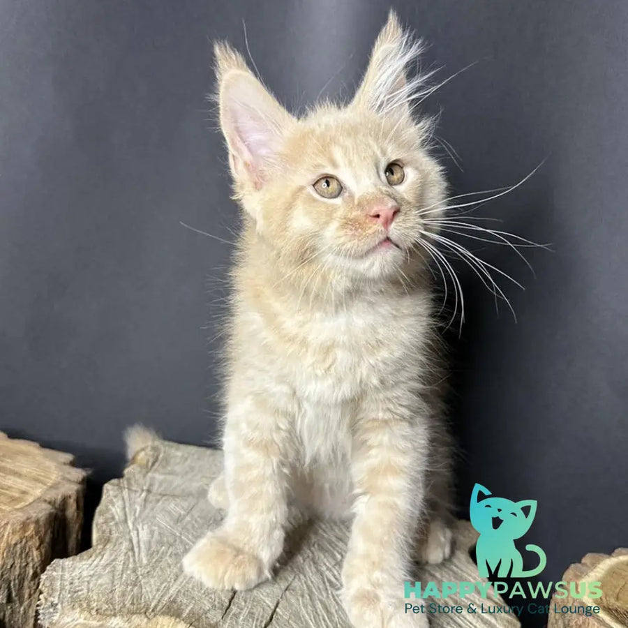 Pluto Maine Coon male cream bicolour - live animals