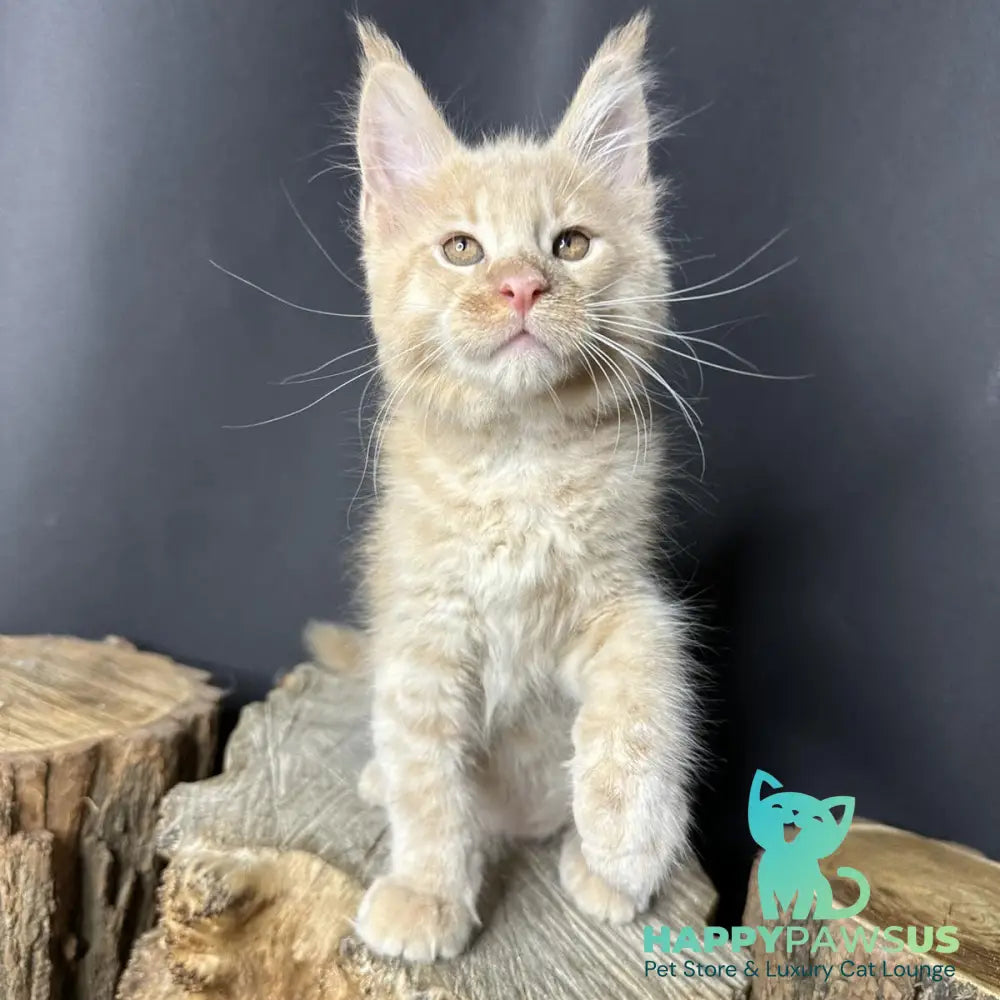 Pluto Maine Coon male cream bicolour - live animals