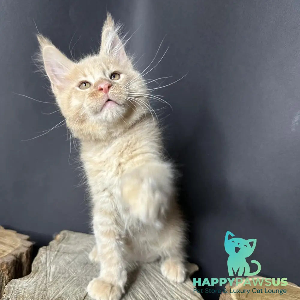 Pluto Maine Coon male cream bicolour - live animals