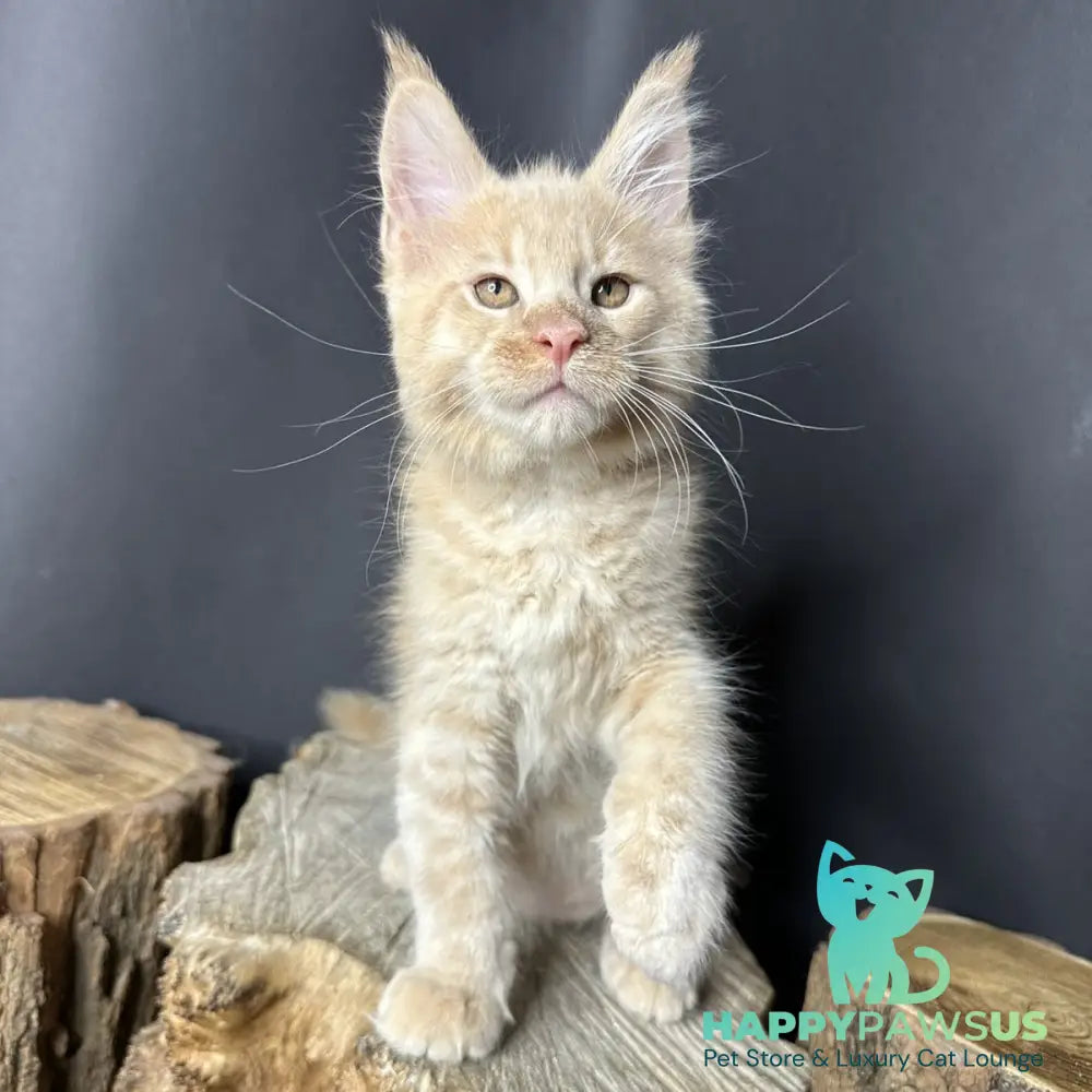 Pluto Maine Coon male cream bicolour - live animals