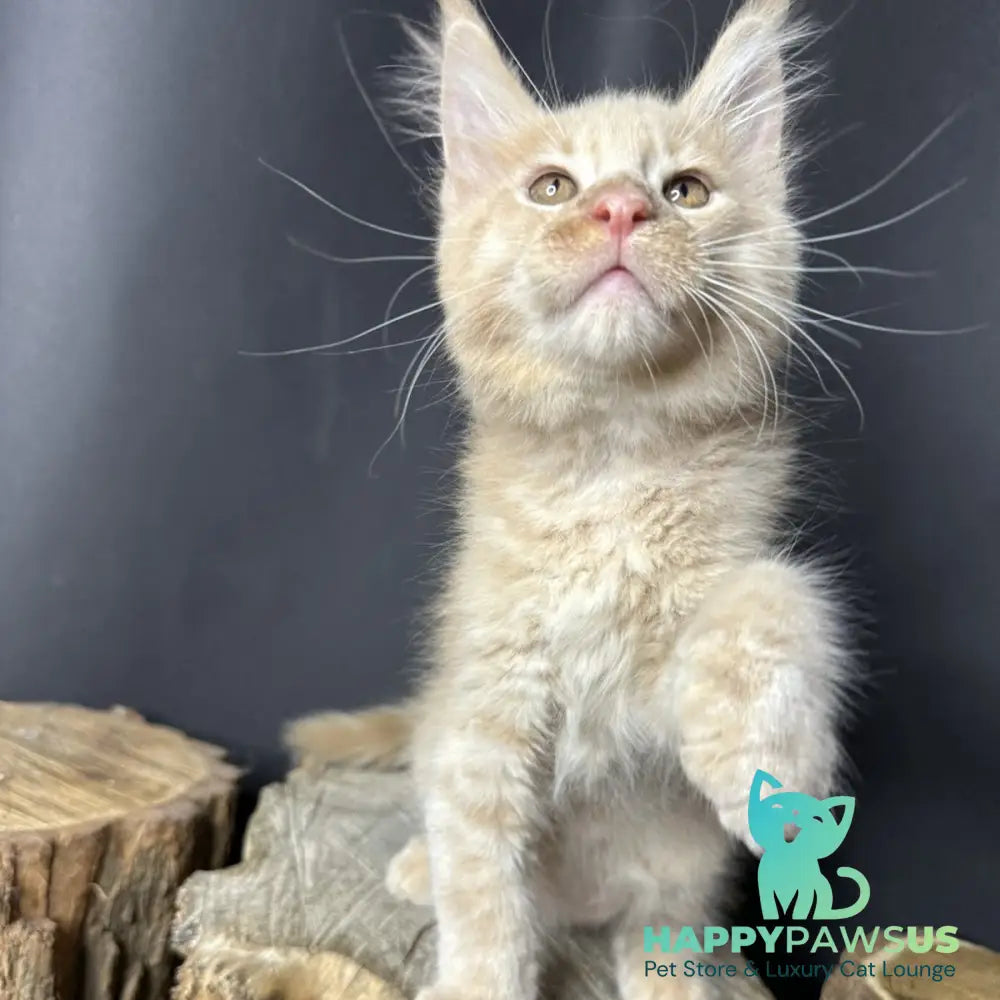 Pluto Maine Coon male cream bicolour - live animals
