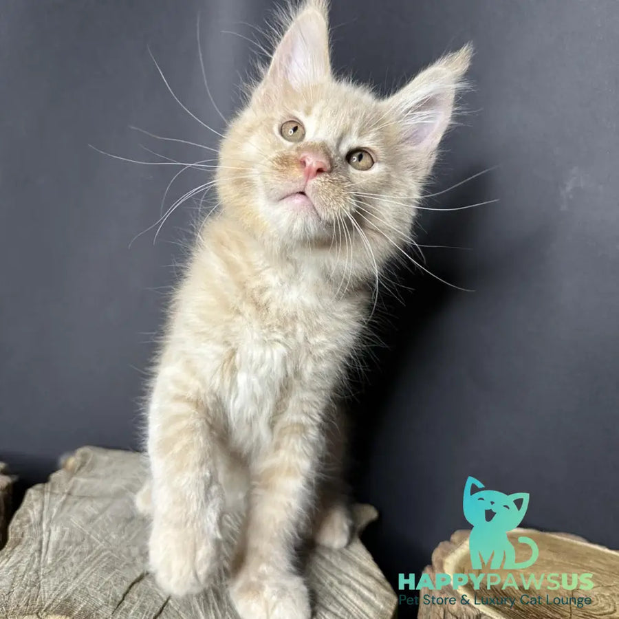 Pluto Maine Coon male cream bicolour - live animals