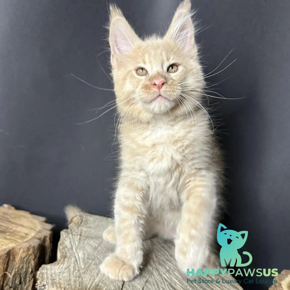 Pluto Maine Coon male cream bicolour - live animals