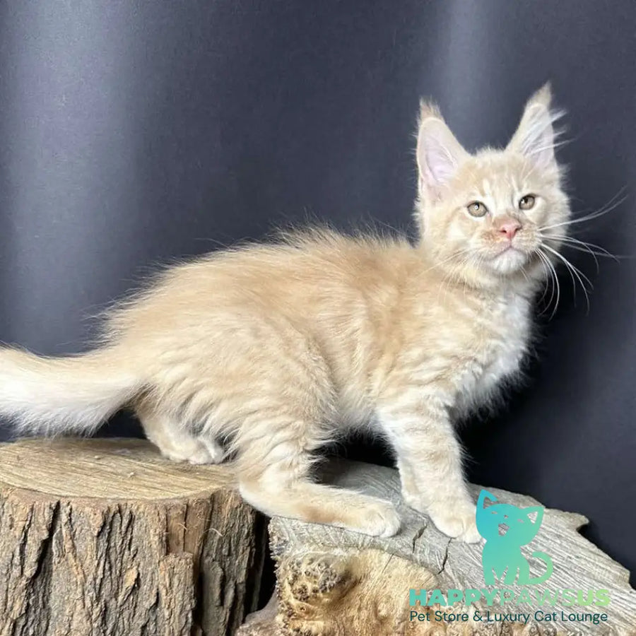 Pluto Maine Coon male cream bicolour - live animals