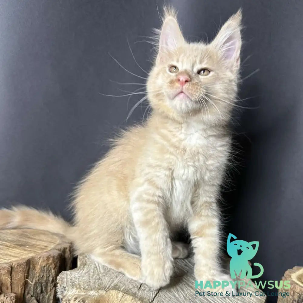 Pluto Maine Coon male cream bicolour - live animals