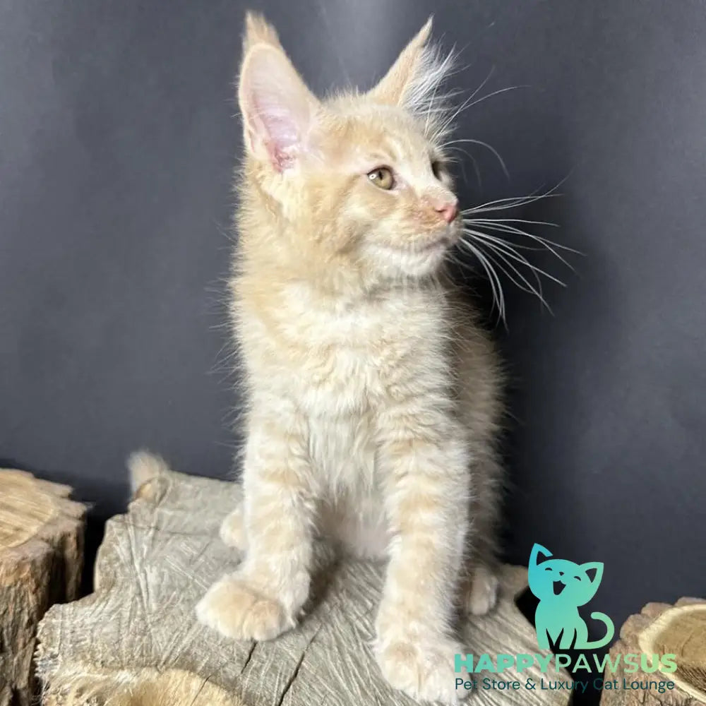 Pluto Maine Coon male cream bicolour - live animals