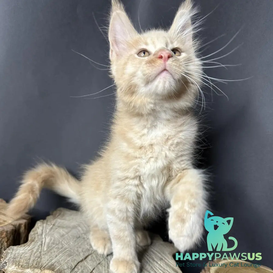 Pluto Maine Coon male cream bicolour - live animals
