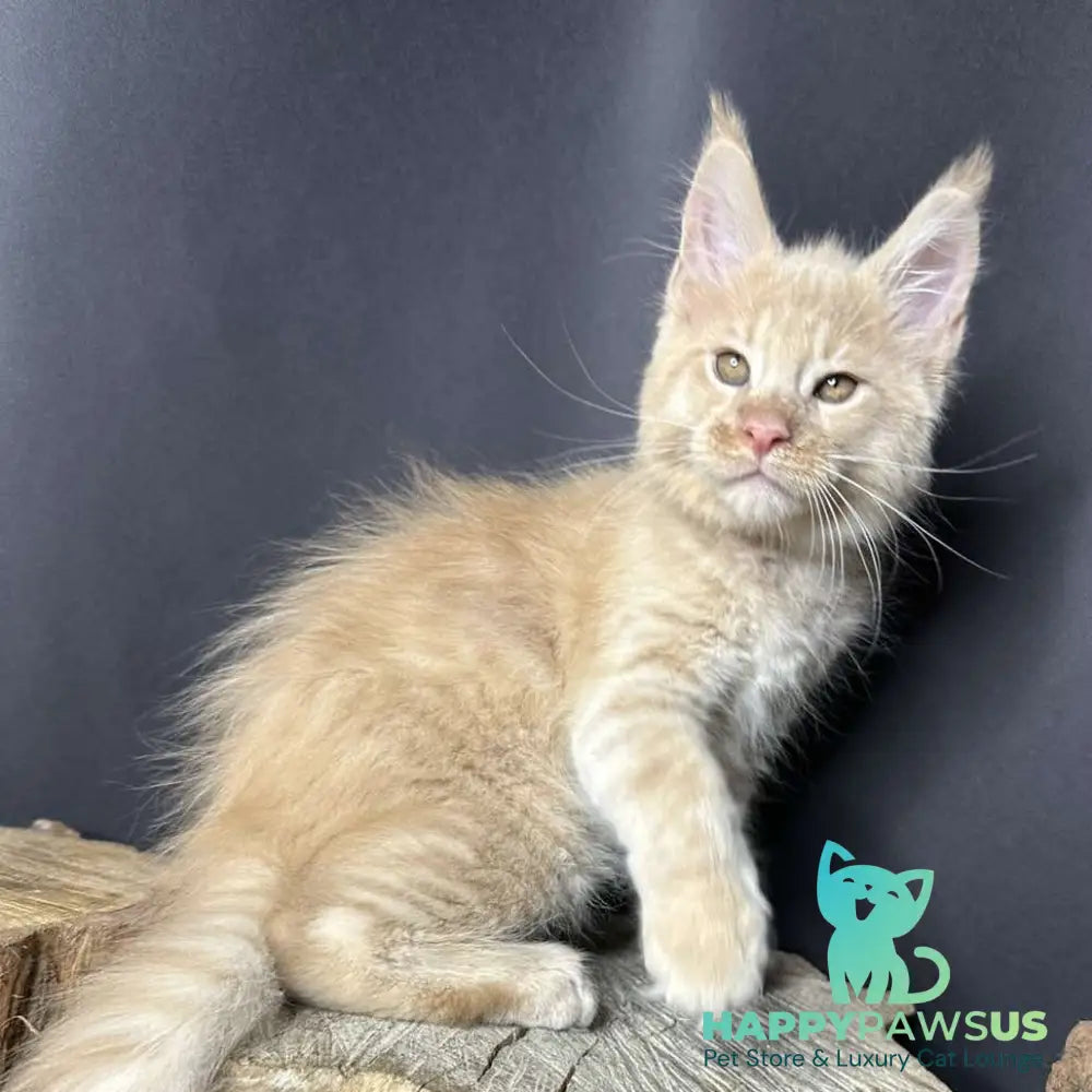 Pluto Maine Coon male cream bicolour - live animals