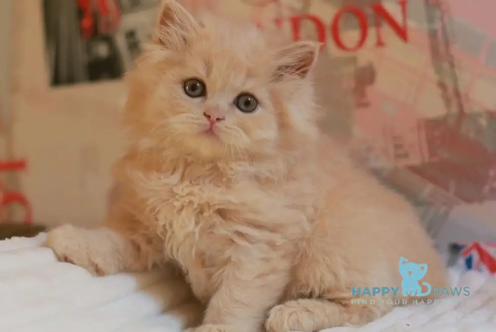 Plutto British Longhair male cream live animals