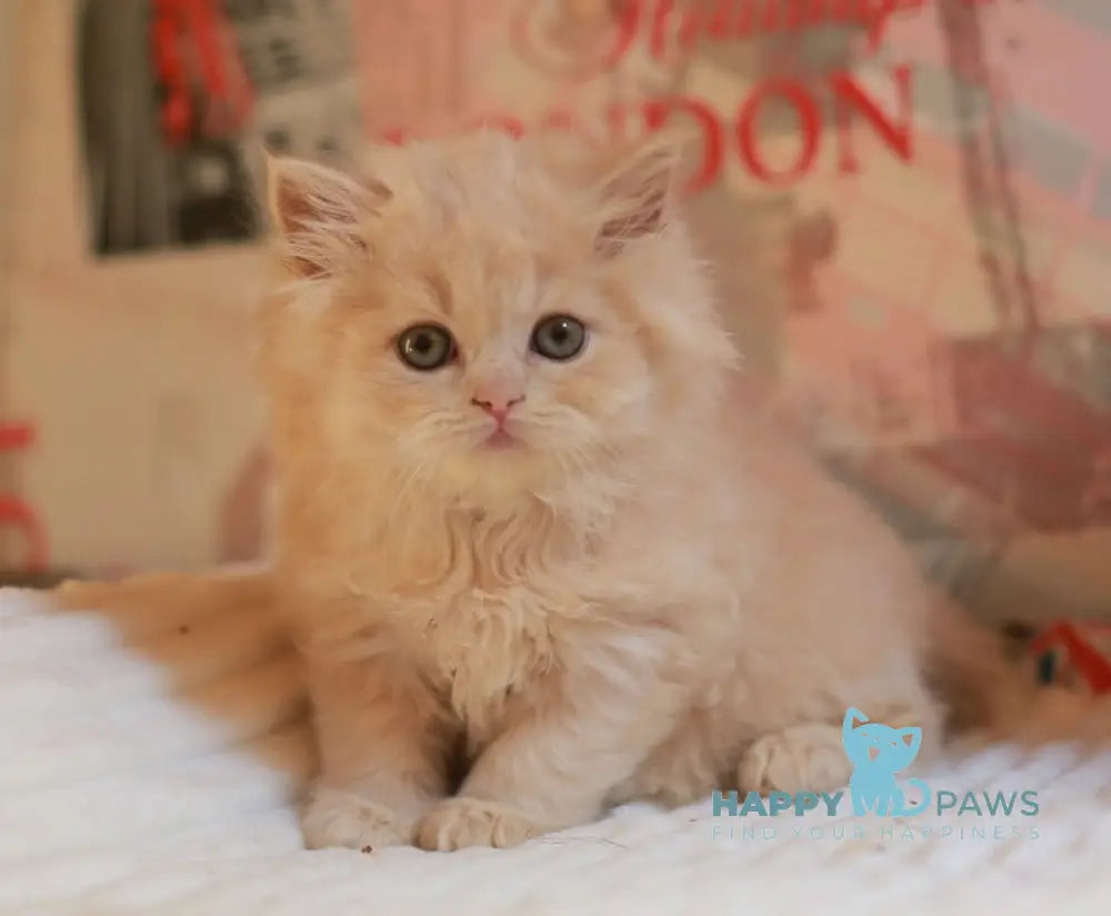 Plutto British Longhair male cream live animals