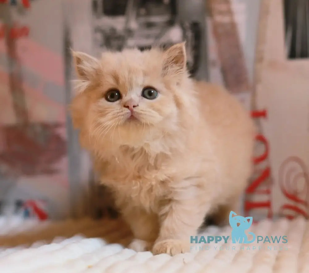 Plutto British Longhair male cream live animals