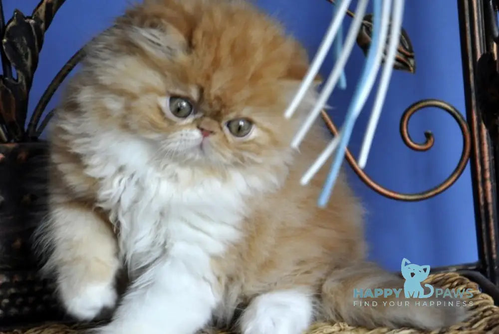 Pocco Persian male red tabby with white live animals
