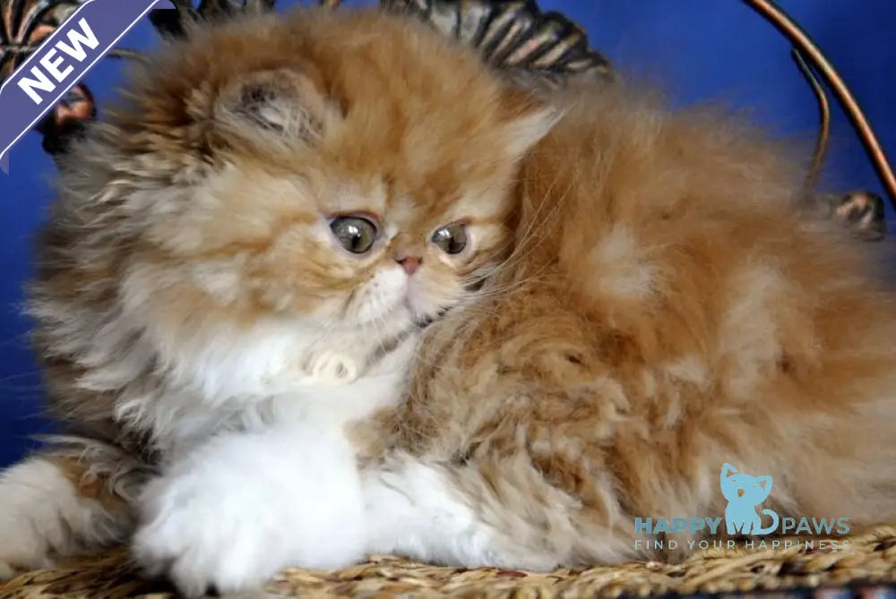 Pocco Persian male red tabby with white live animals