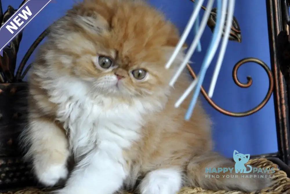 Pocco Persian male red tabby with white live animals