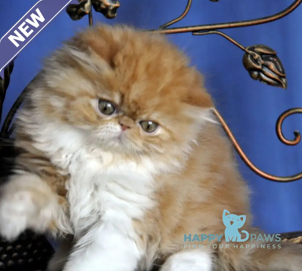 Pocco Persian male red tabby with white live animals