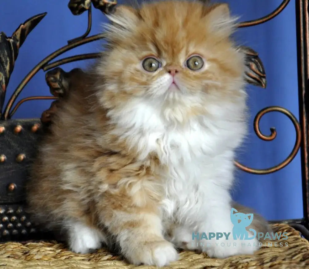 Pocco Persian male red tabby with white live animals