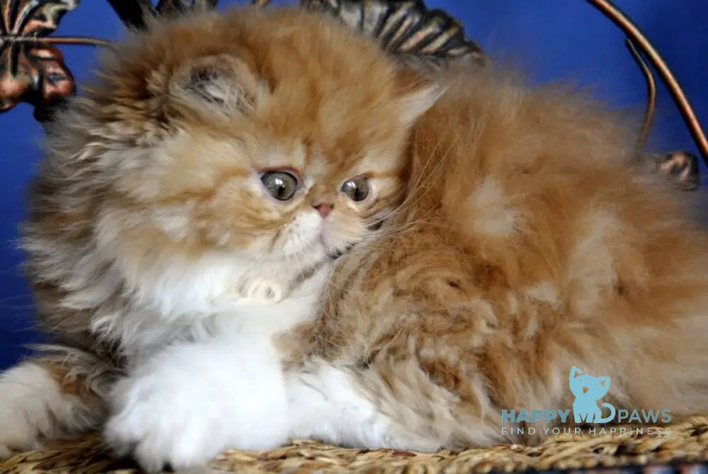 Pocco Persian male red tabby with white live animals