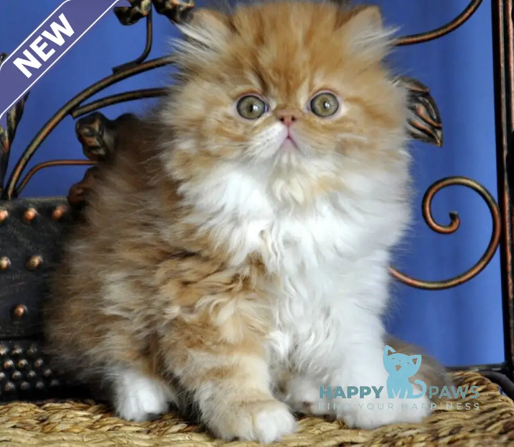 Pocco Persian male red tabby with white live animals