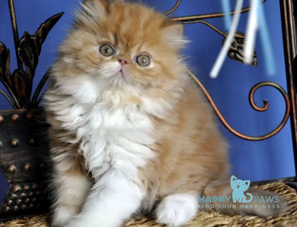 Pocco Persian male red tabby with white live animals