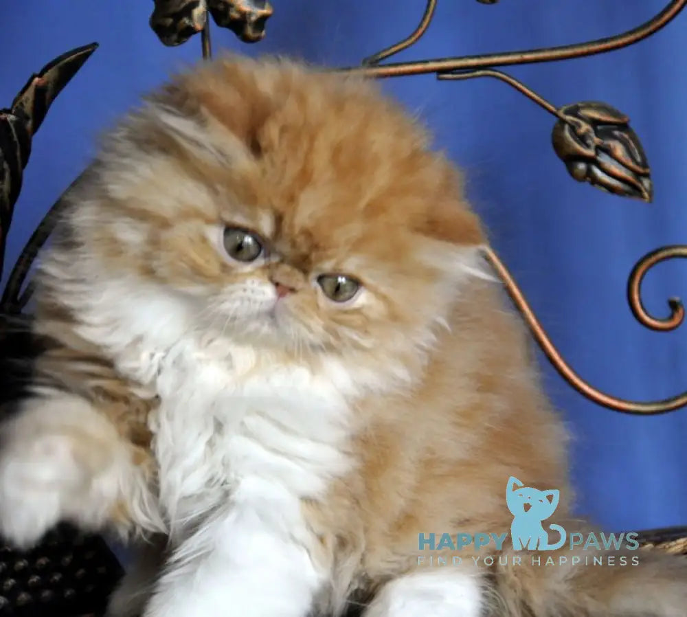Pocco Persian male red tabby with white live animals