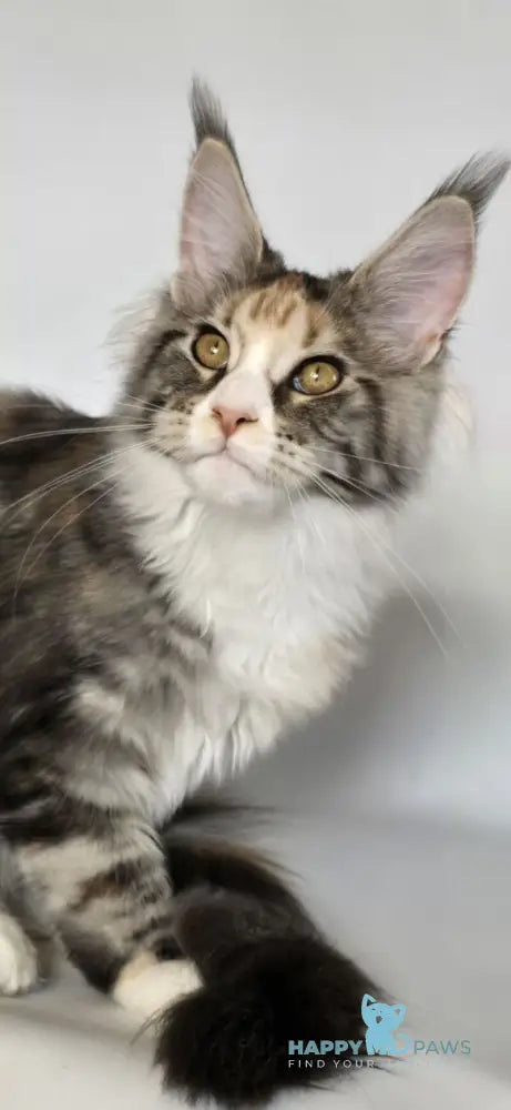 Poema Maine Coon female black tortie silver tabby bicolour live animals