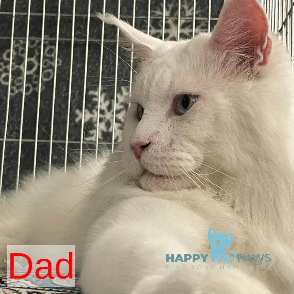 Poema Maine Coon female black tortie silver tabby bicolour live animals