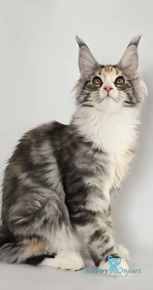 Poema Maine Coon female black tortie silver tabby bicolour live animals