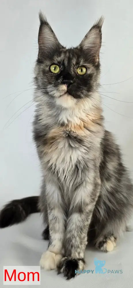 Poema Maine Coon female black tortie silver tabby bicolour live animals