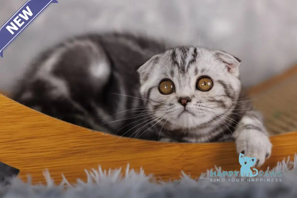 Poema Scottish Fold female black silver tabby live animals