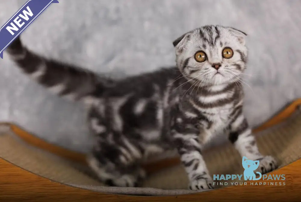 Poema Scottish Fold female black silver tabby live animals