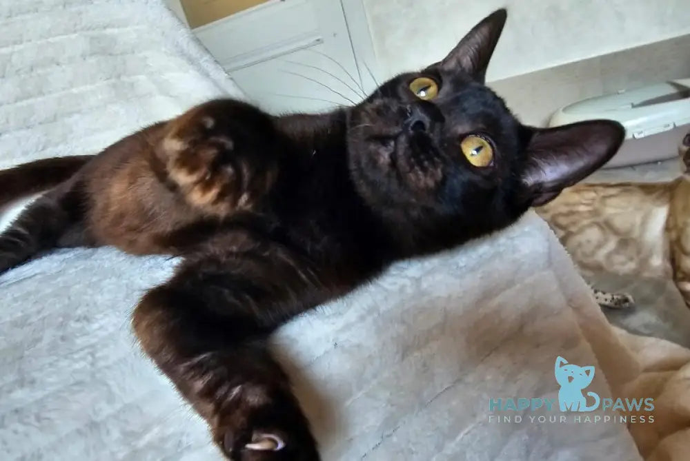Poker Bengal male black live animals