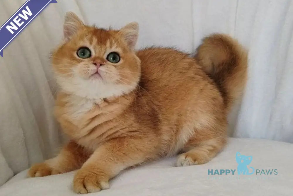 Poki British Shorthair male black golden chinchilla live animals