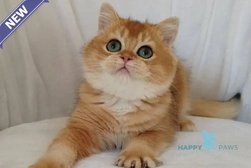Poki British Shorthair male black golden chinchilla live animals