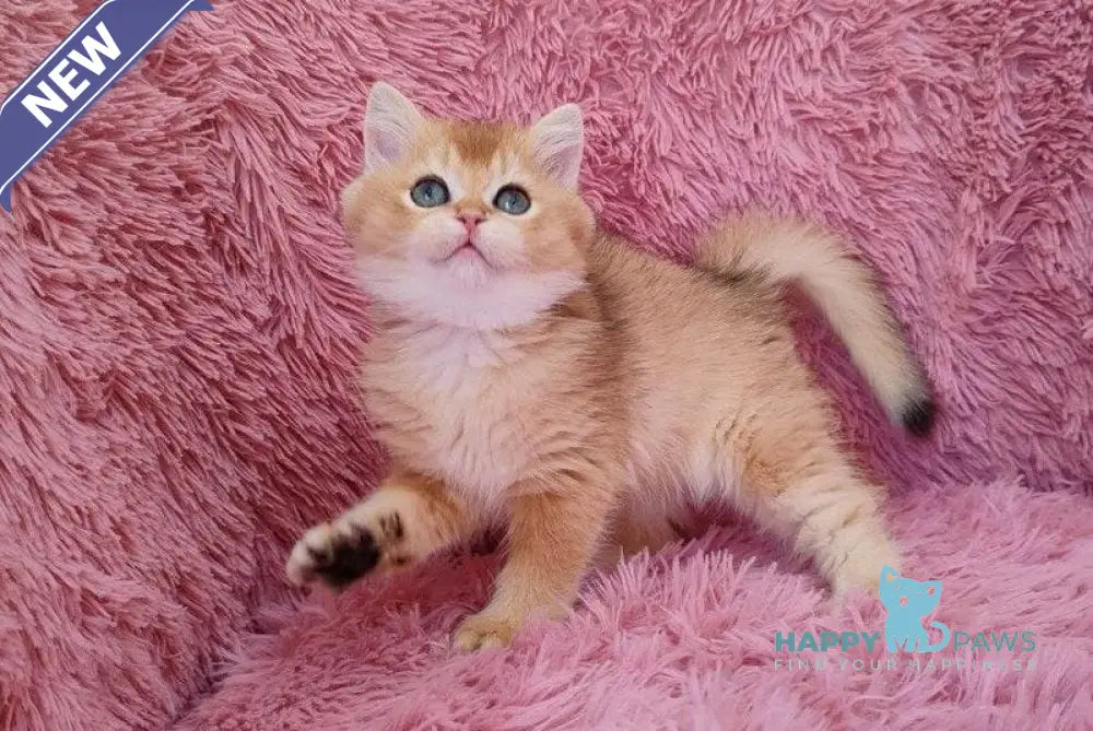 Pol British Shorthair male black golden chinchilla live animals