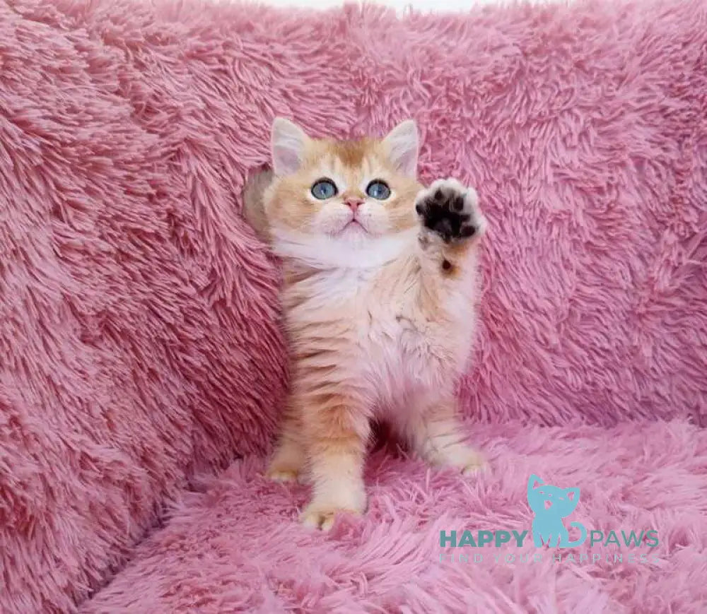 Pol British Shorthair male black golden chinchilla live animals