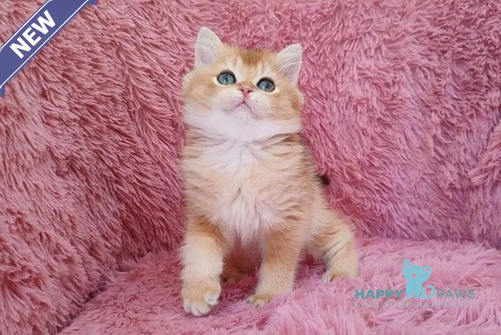 Pol British Shorthair male black golden chinchilla live animals