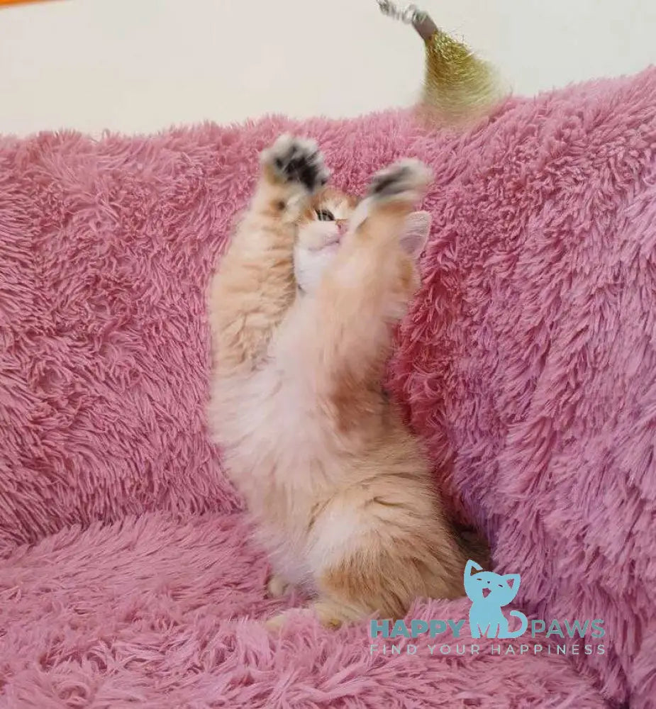 Pol British Shorthair male black golden chinchilla live animals