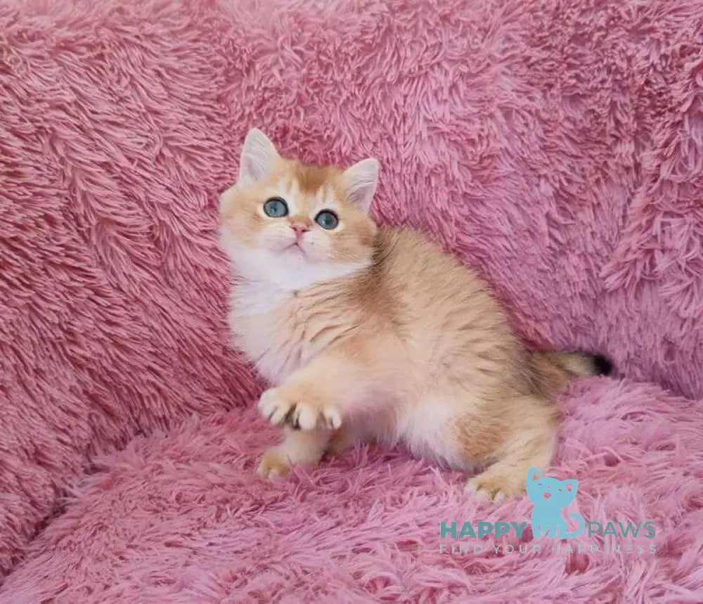 Pol British Shorthair male black golden chinchilla live animals