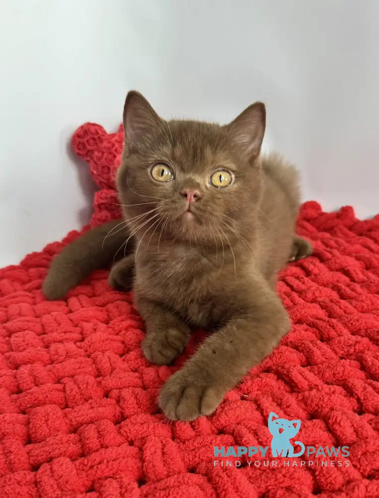 Polaroid British Shorthair male cinnamon live animals
