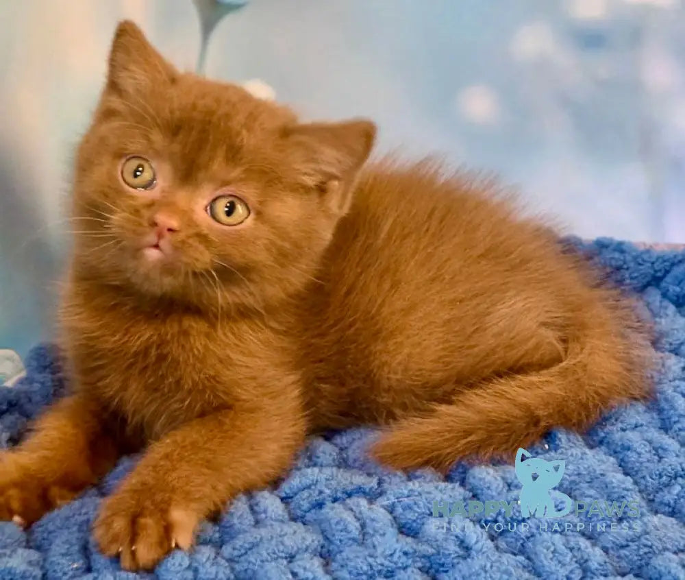 Polaroid British Shorthair male cinnamon live animals
