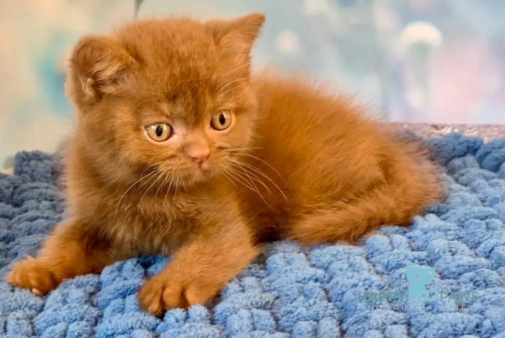 Polaroid British Shorthair male cinnamon live animals