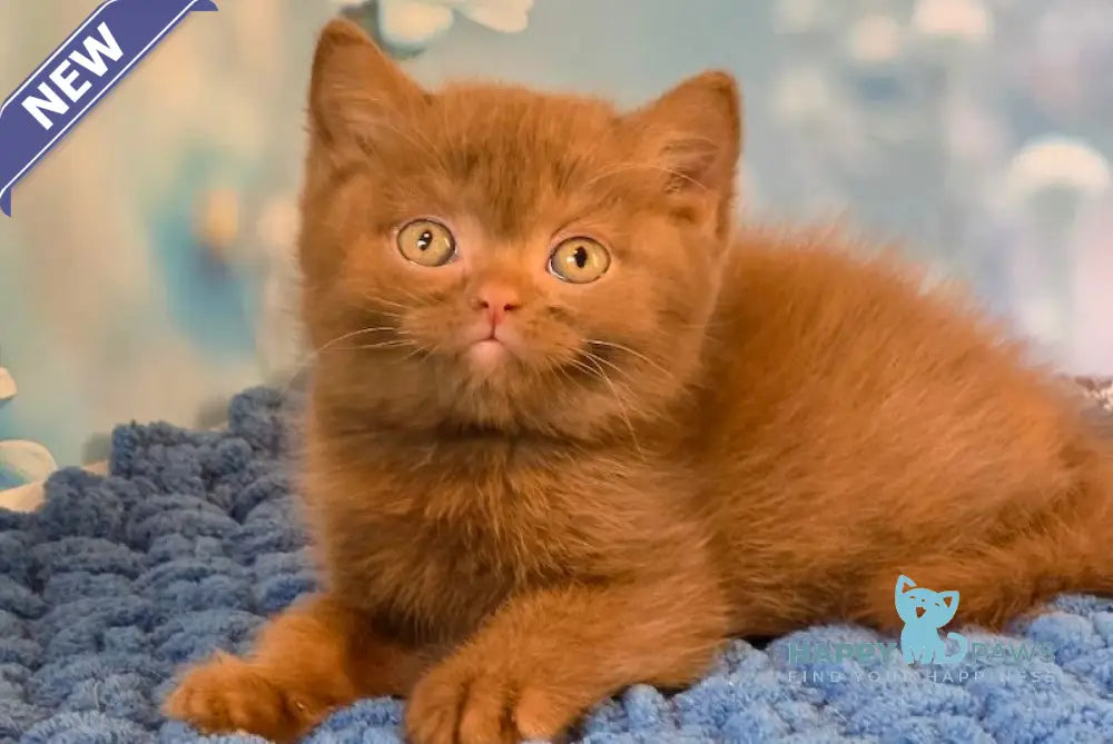 Polaroid British Shorthair male cinnamon live animals