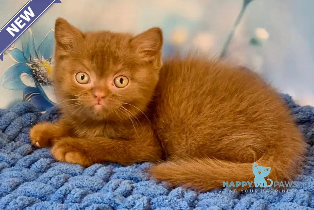Polaroid British Shorthair male cinnamon live animals