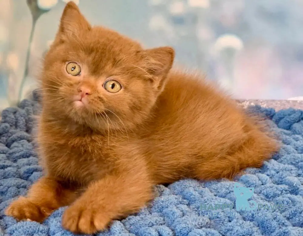 Polaroid British Shorthair male cinnamon live animals