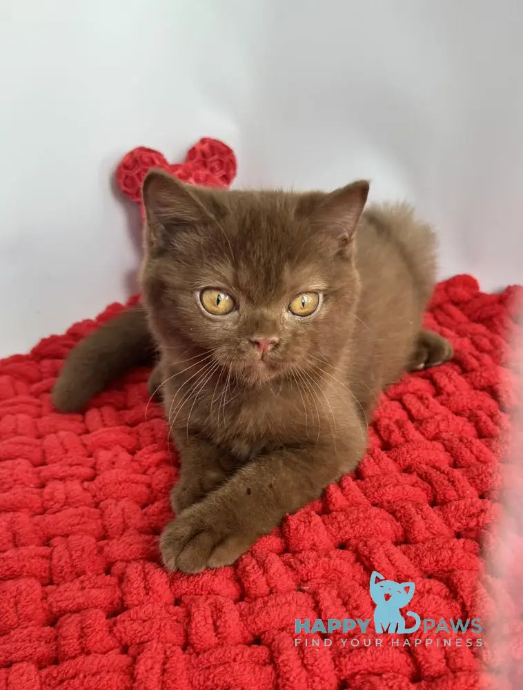 Polaroid British Shorthair male cinnamon live animals