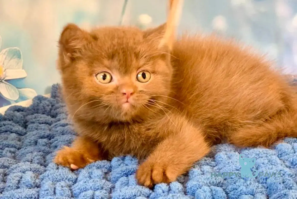 Polaroid British Shorthair male cinnamon live animals