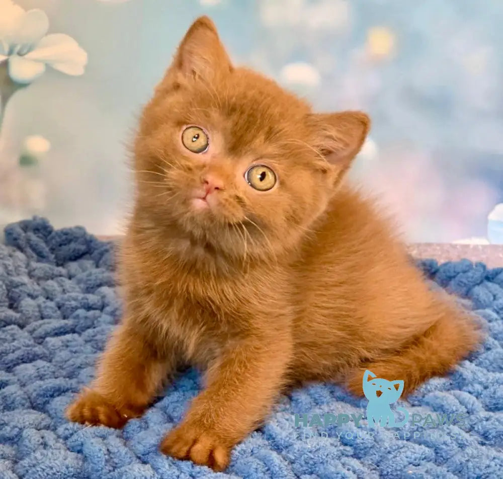 Polaroid British Shorthair male cinnamon live animals