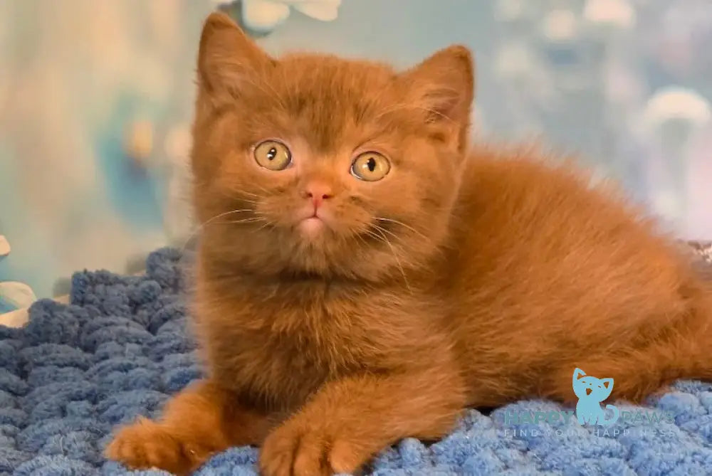 Polaroid British Shorthair male cinnamon live animals