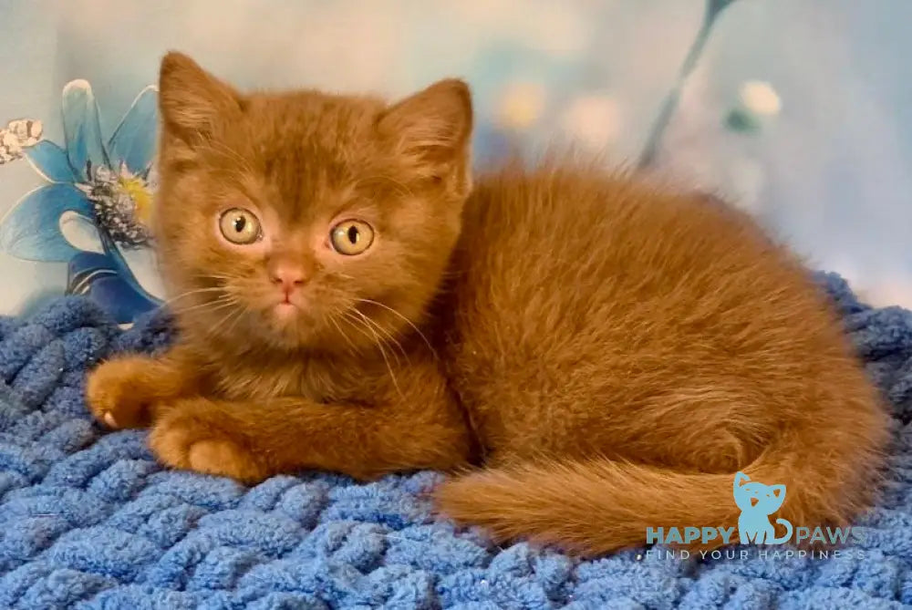 Polaroid British Shorthair male cinnamon live animals